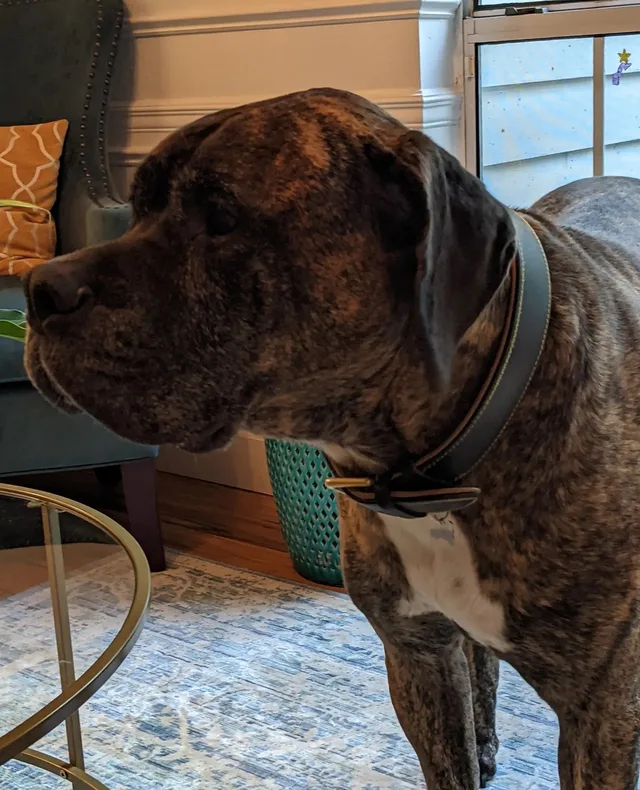 Meyer, the Gonzalez Loumiet family dog, posing for a photo